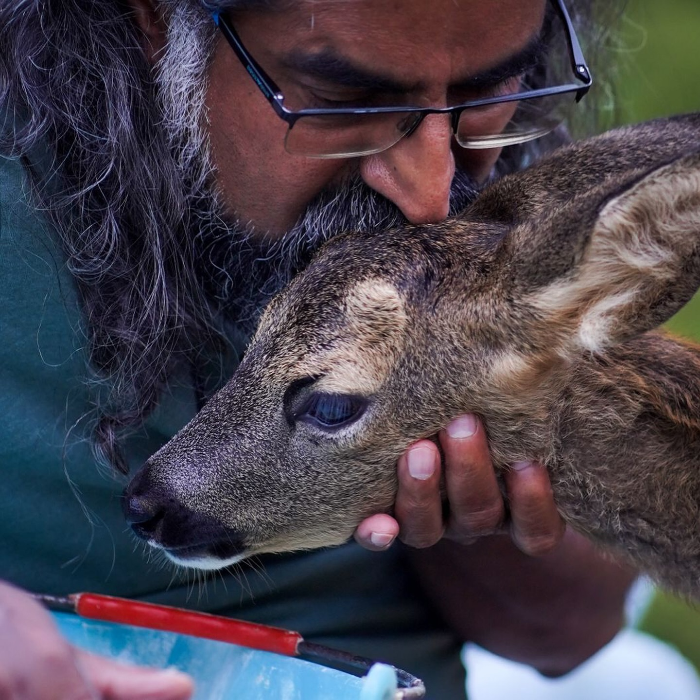 raja-deer